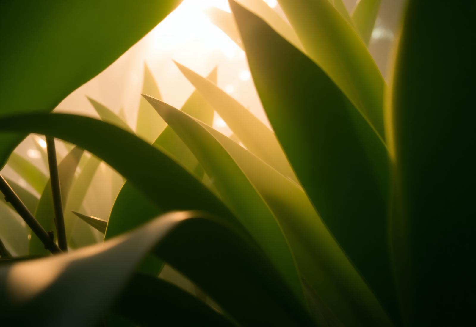Feuillage tropical, lumière filtrée